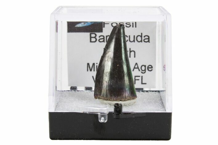 1" Fossil Miocene-Aged Barracuda Teeth - Venice, Florida - Photo 1